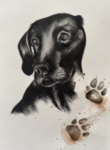 ink and watercolour sketch of a black labrador