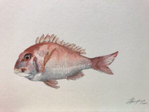 Red snapper watercolour, celebration fish