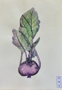 Beetroot, Ink & Watercolour