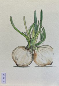 Onions, Ink & Watercolour