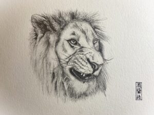 Pencil drawing of a lion