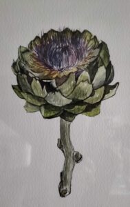 Artichoke Collection 3