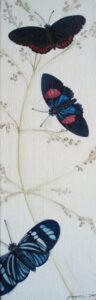 Butterflies from Brazil, Oil